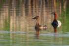 Canvasback pair Botanical Print